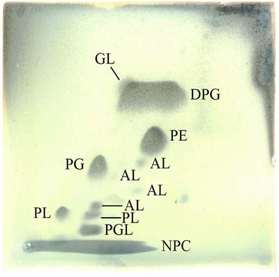 Frontiers Streptomyces tardus sp. nov. A Slow Growing